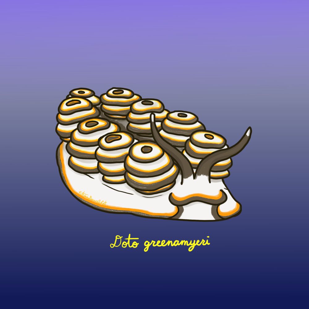 A white nudibranch with brown and orange edges on its mantle and stacks of disk-shaped structures on its back