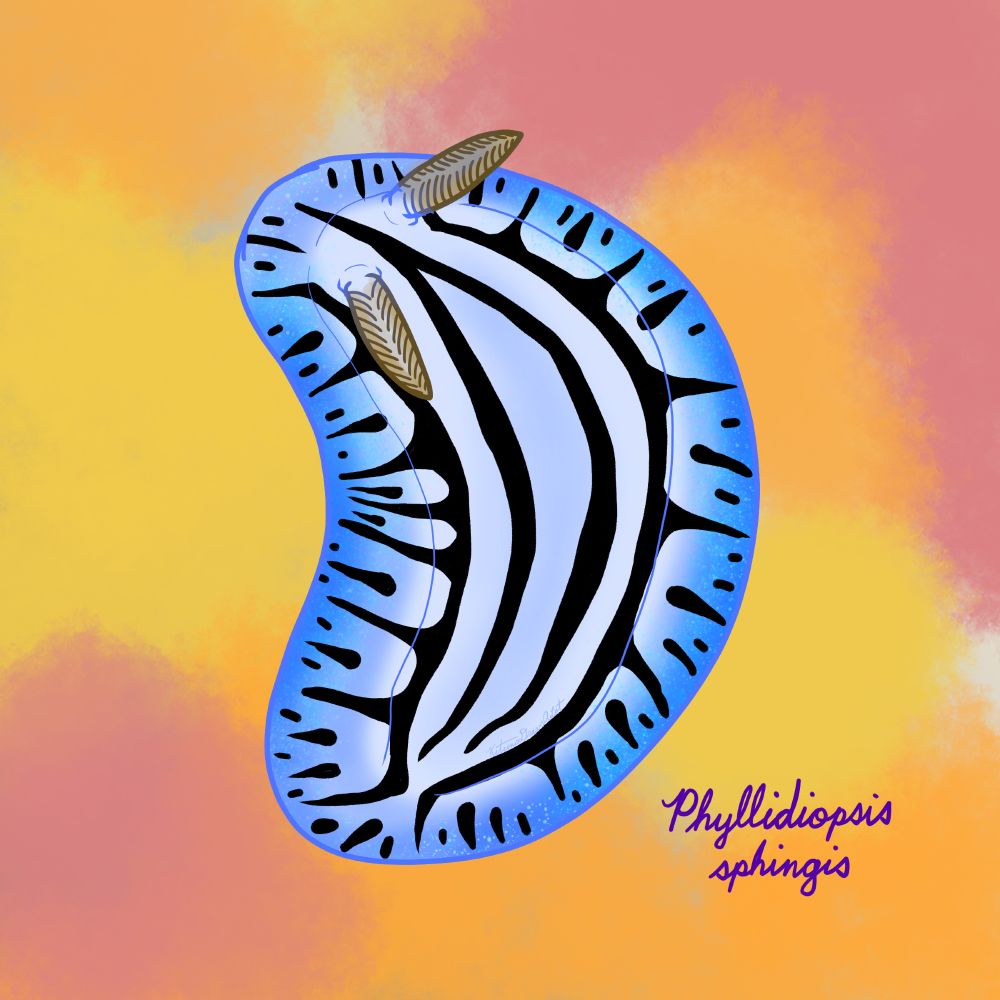 A pale blue nudibranch with a blue edge and black stripes on its back