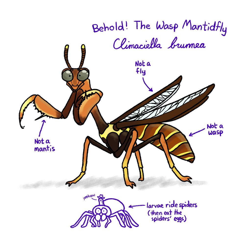 A wasp mantidfly: a brown, orange, and yellow neuropteran that looks like a combination of mantis and wasp
Captions:
Behold! The Wasp Mantidfly
Climaciella brunnea
Not a fly
Not a mantis
Not a wasp
larvae ride spiders (then eat the spiders' eggs)