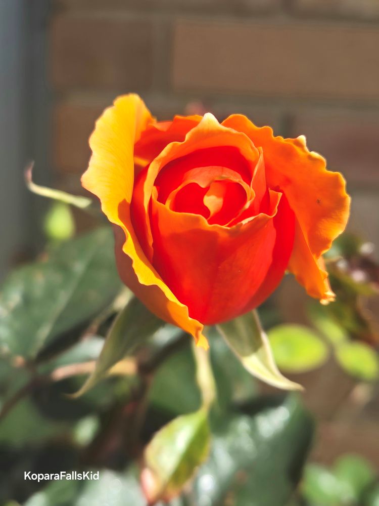 Baby rose!