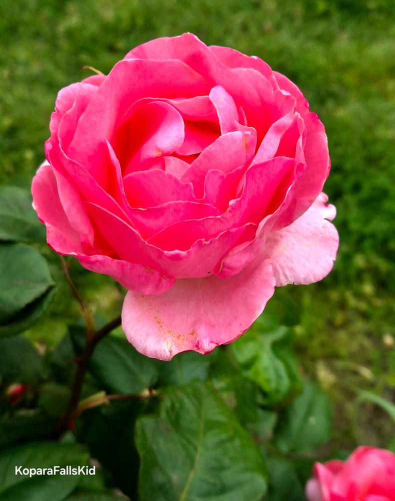 Pink rose