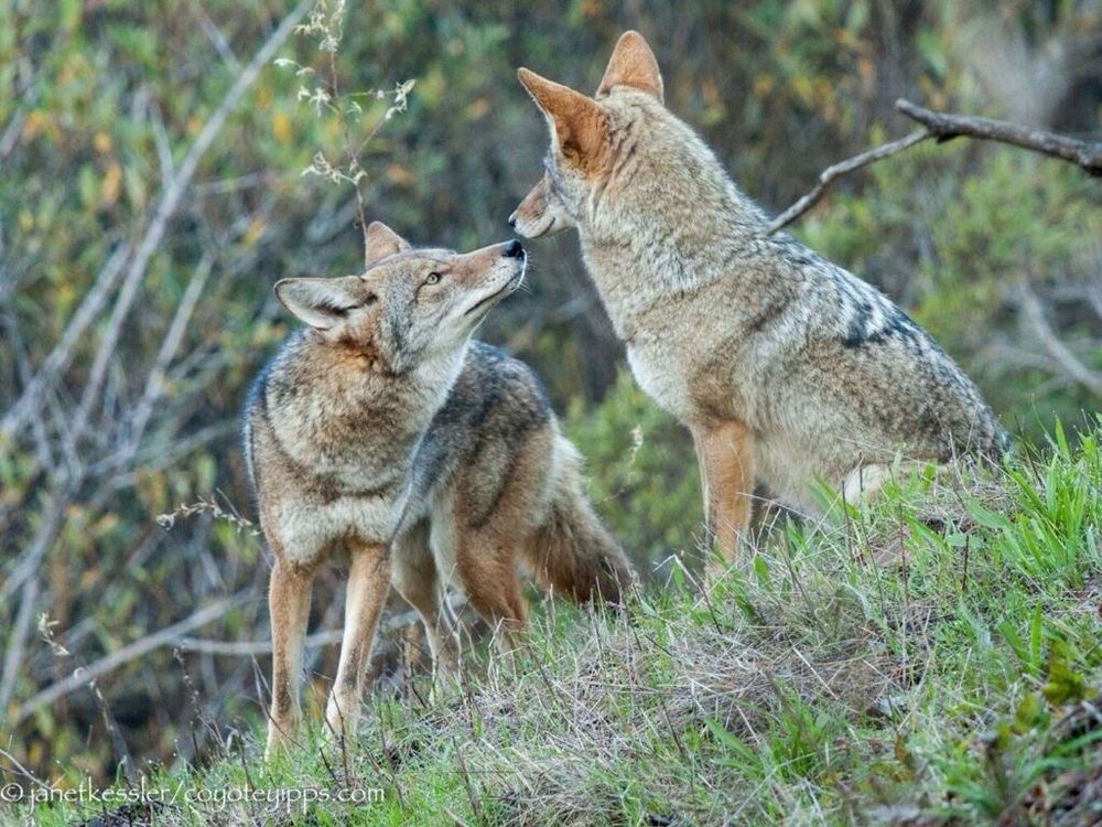 two coyotes in a grassy area looking like they’re kissing (found on Pinterest https://pin.it/4ZhINDS80)