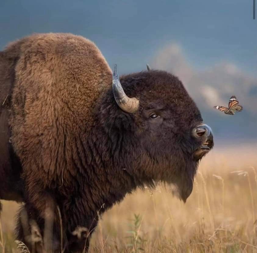 a bison in a field looking at a butterfly (found on Pinterest https://pin.it/4Wxj7fDIU)