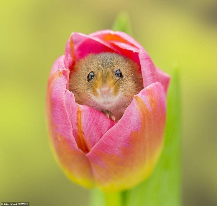 a small field mouse resting inside of a pink tulip 