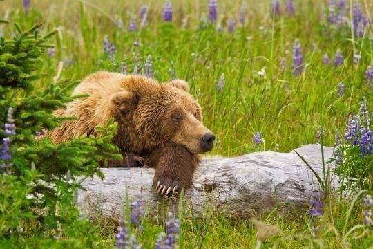 a bear with their head resting on their paws on a log in a green grassy field with purple flowers 