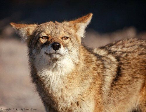 A coyote seemingly smiling at the camera 