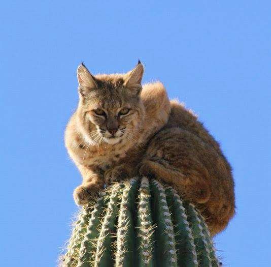 A close up of a lynx sitting atop a cactus while looking into the camera