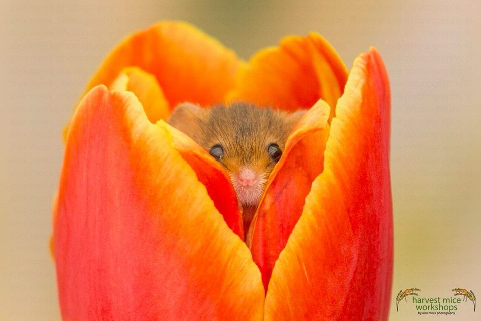 a small field mouse resting inside of an orange tulip 