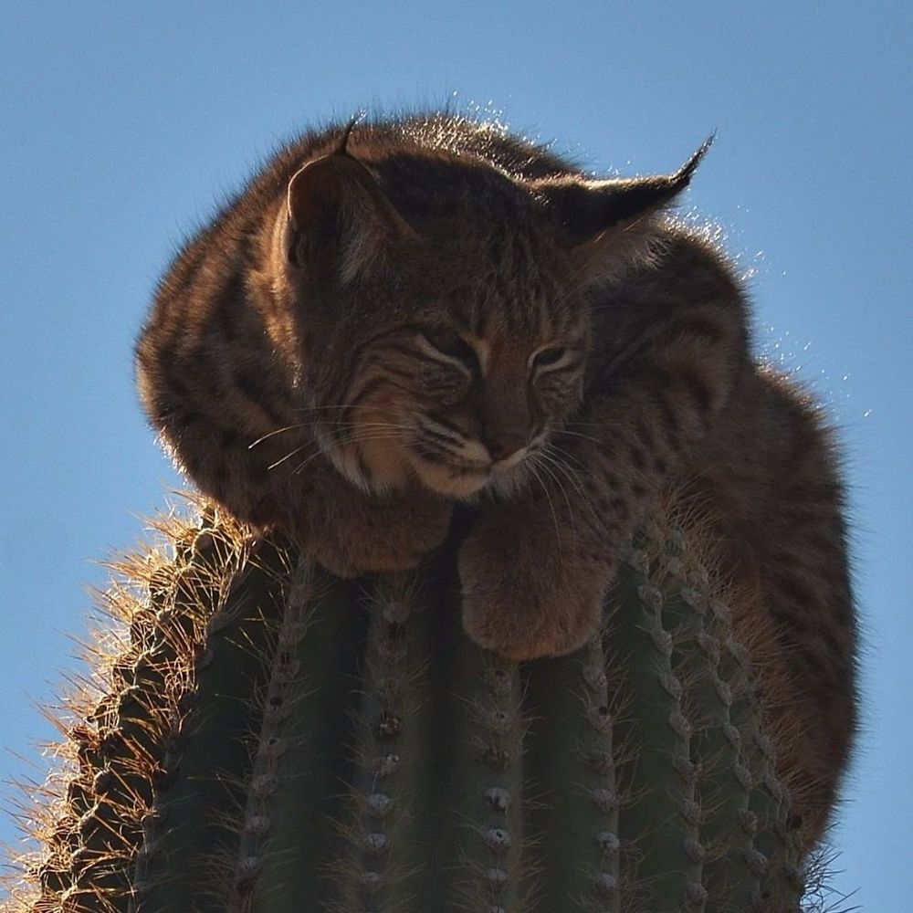 A close up of a lynx sitting atop a cactus 