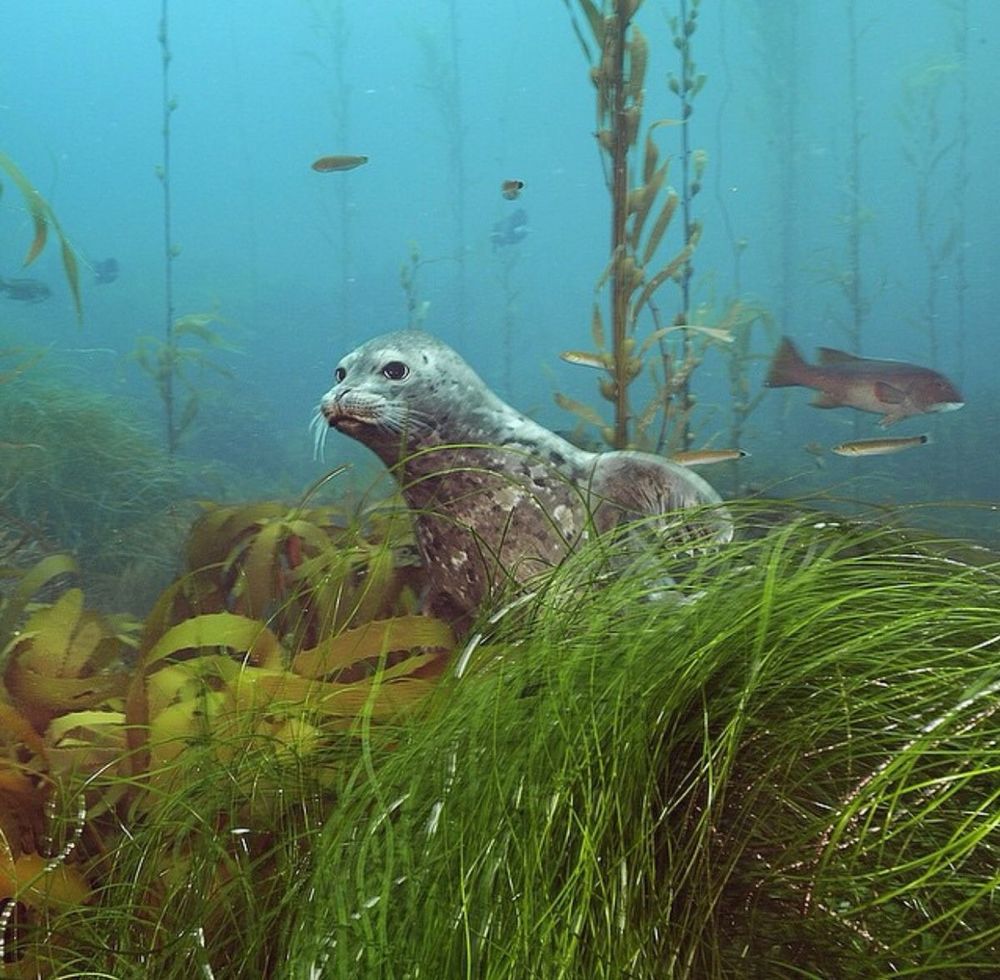 A seal underwater surrounded by ocean flora (found on Pinterest https://pin.it/2uwNvTv6z)
