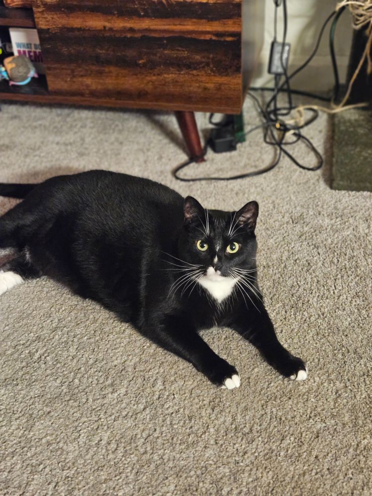 Ollie, laying all innocent even though he just showed his whole belly to everyone. 