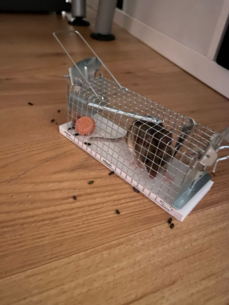 Maus in Lebendfalle.