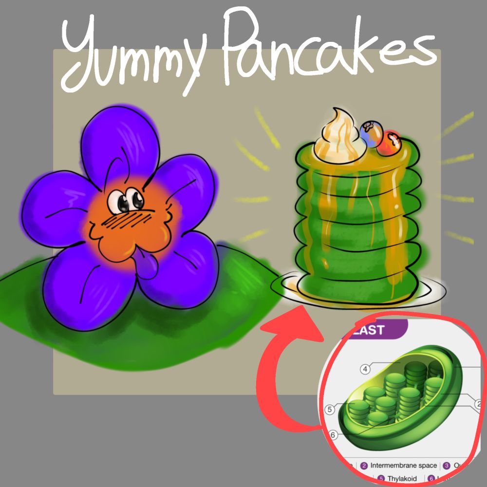 Bros eating some Thylakoids fr fr