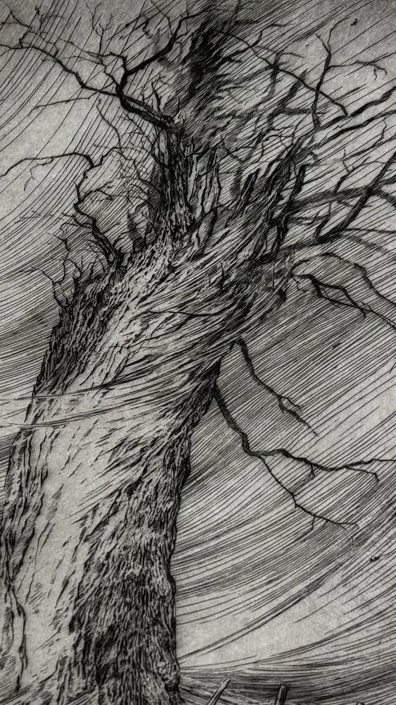 Photo of an etching print of an oak tree in windy weather