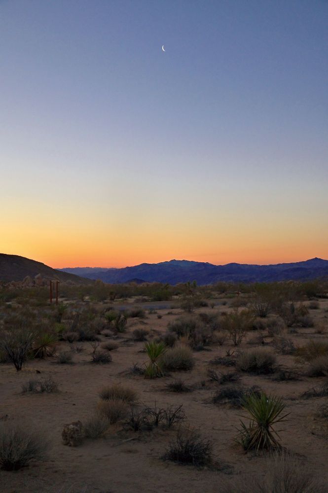 An early morning sunrise in the desert of Joshua Tree National Park with a crescent moon setting.