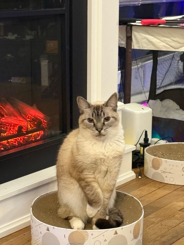 A lynx point Siamese cat, looking at the camera with a paw raised. He’s sitting up like he’s a very polite little boy. He is a special little baby man and he was present at the creation of the universe.

His name is Goose.