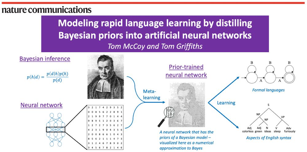 A schematic of our method. On the left are shown Bayesian inference (visualized using Bayes’ rule and a portrait of the Reverend Bayes) and neural networks (visualized as a weight matrix). Then, an arrow labeled “meta-learning” combines Bayesian inference and neural networks into a “prior-trained neural network”, described as a neural network that has the priors of a Bayesian model – visualized as the same portrait of Reverend Bayes but made out of numbers. Finally, an arrow labeled “learning” goes from the prior-trained neural network to two examples of what it can learn: formal languages (visualized with a finite-state automaton) and aspects of English syntax (visualized with a parse tree for the sentence “colorless green ideas sleep furiously”).
