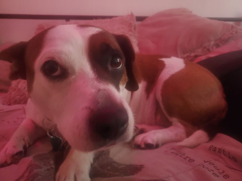 Pink lit room. Close up photo of Lucy. She looks extra pitiful bc she is mad i woke her up by getting out of bed and snapping this picture. She is curled up like a lil bean and is making pleading eyes at the Camera