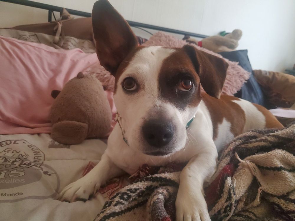 Lucy in bed looking up at the camera. As always, one ear is high alert
Her eyes are saying pleae help my mawpaw get safe so i can be safe too