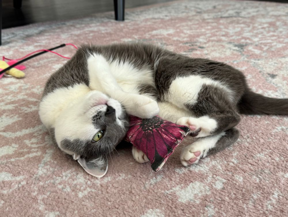 Charlotte enjoying her catnip pillow