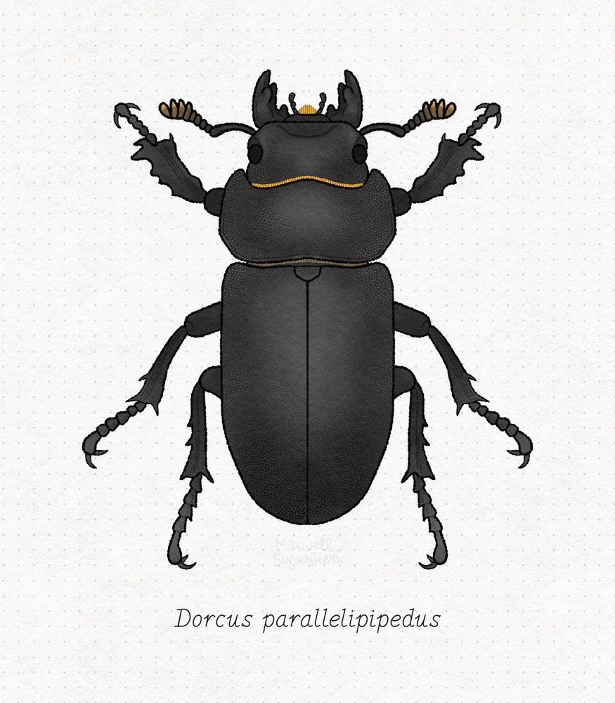 A naturalist drawing of a beetle from the family Lucanidae. It is the dorsal view of a lesser stag beetle (Dorcus parallelipipedus).  It is black except for the tip of the antennae which is yellow. The hair it has is a warm yellow. The hair is in between the head and the prothorax, the prothorax and the forewing. A tuff of hair is in front of its mouth.