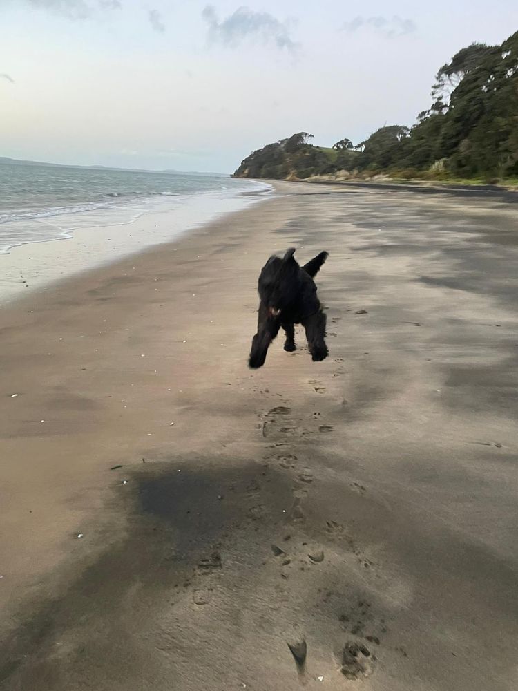 Gus, a very large shaggy black dog, runs excitedly along a beach towards the camera. He’s so happy to see you, he has temporarily forgotten about gravity.