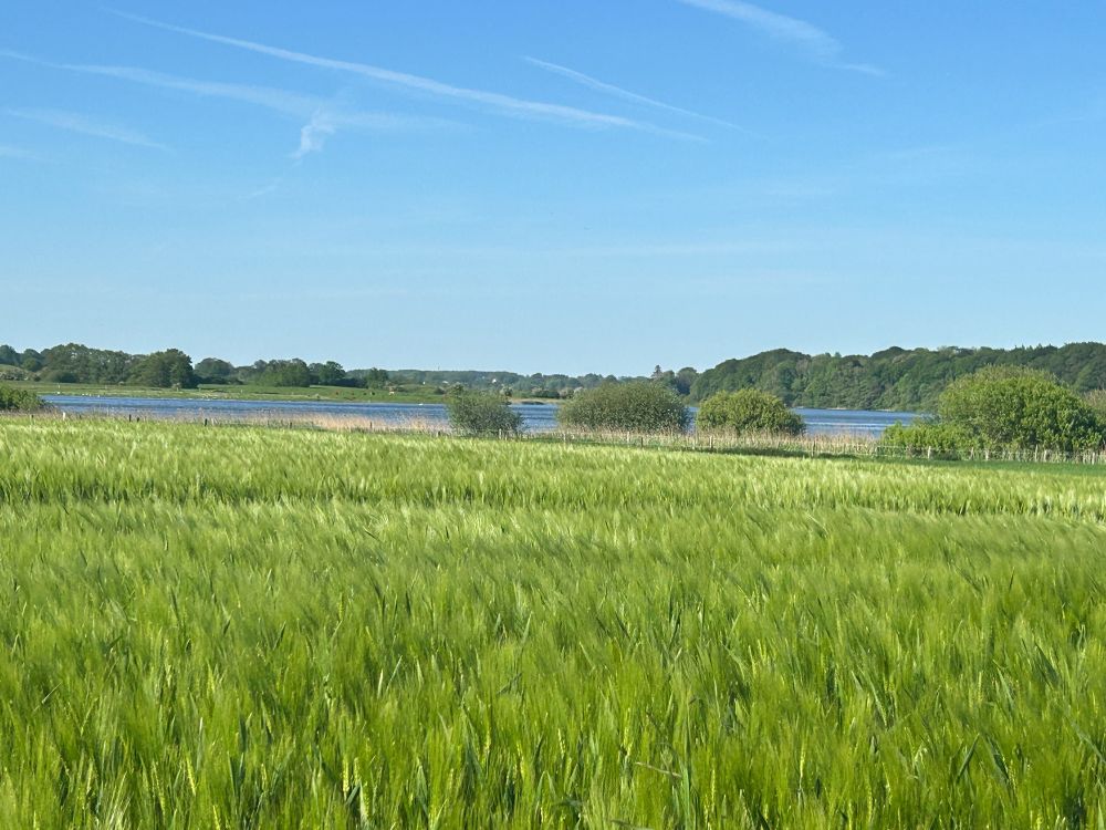 Im vordergrund ein grünes Feld, hinten Bäume, zwischen denen man einen See erahnt, darüber ein fast makelloser blauer Himmel mit ein paar Kondensstreifen.