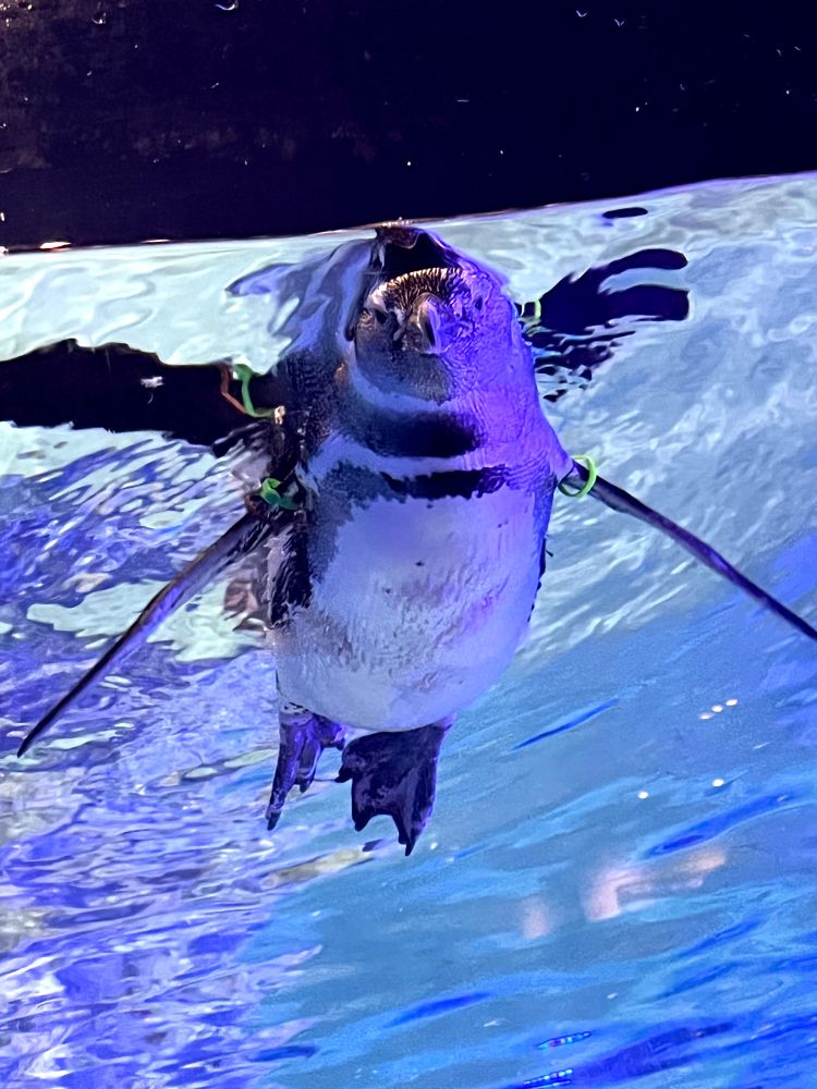 すみだ水族館のマゼランペンギン