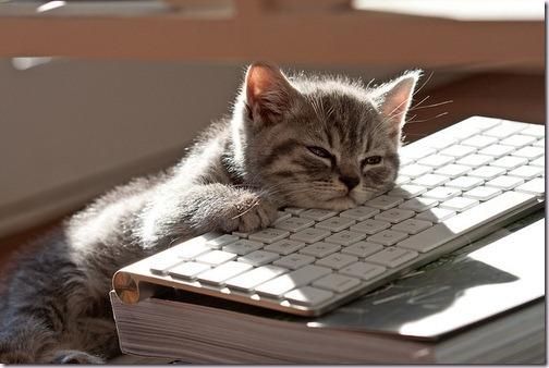 Dozing kitten with it's chin and paw resting on a wireless keyboard.