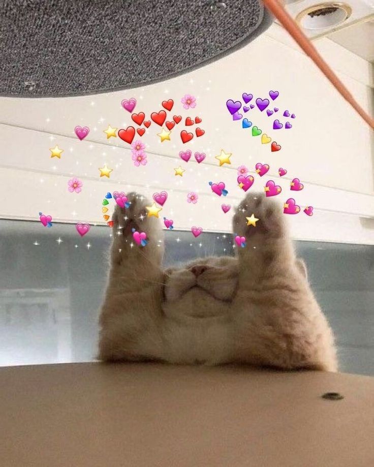 cat with arms raised and hearts in their paws
