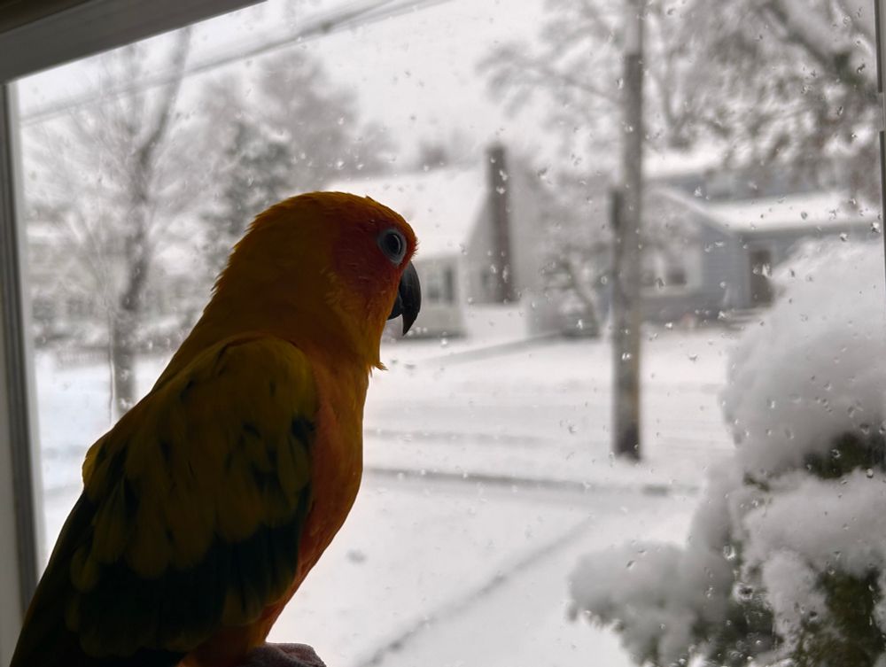 My sun conure Bambi looking out the window at the snowy outside