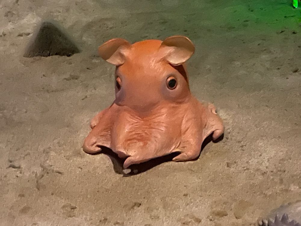 Pink octopus that looks more like a paperweight, staring at the camera
