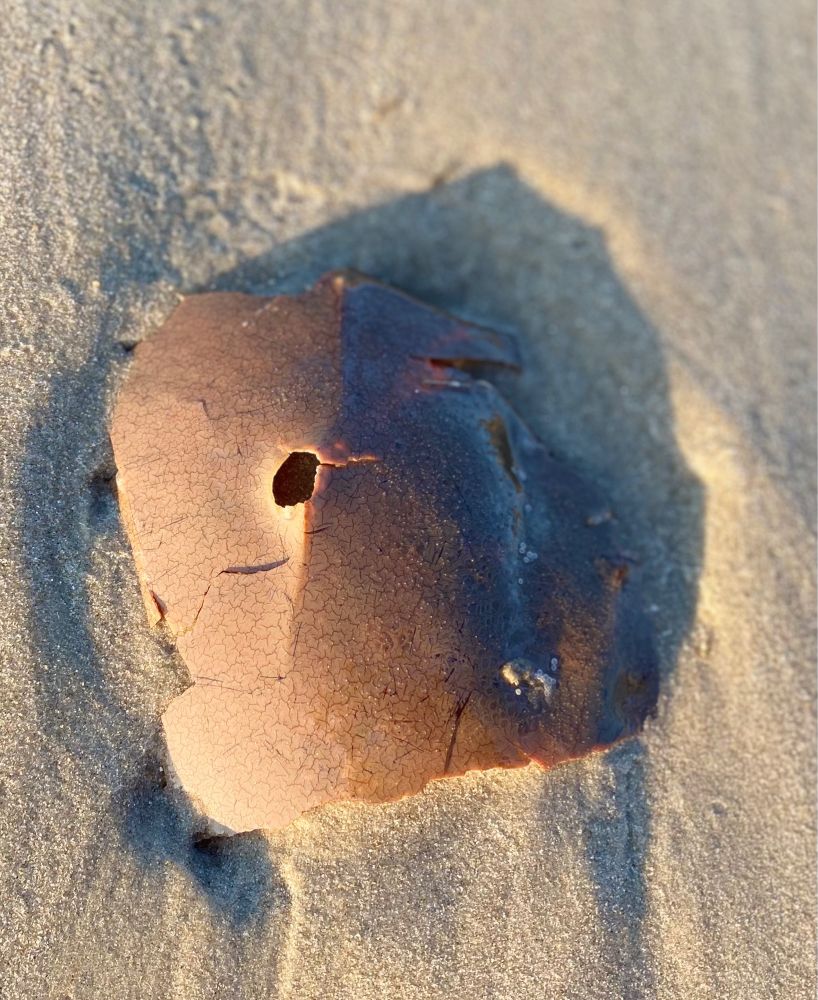 Broken Horseshoe Crab Shell
