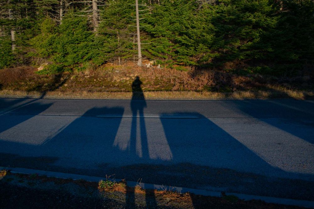 A view of a forest across a road in Acadia National Park, with heavy elongated shadows from squat stone columns, trees, and the photographer.