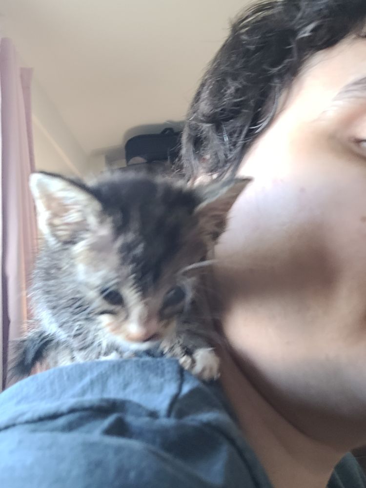 closeup of a tiny gray tabby kitten perched on the photographer's shoulder. he is staring curiously at the camera