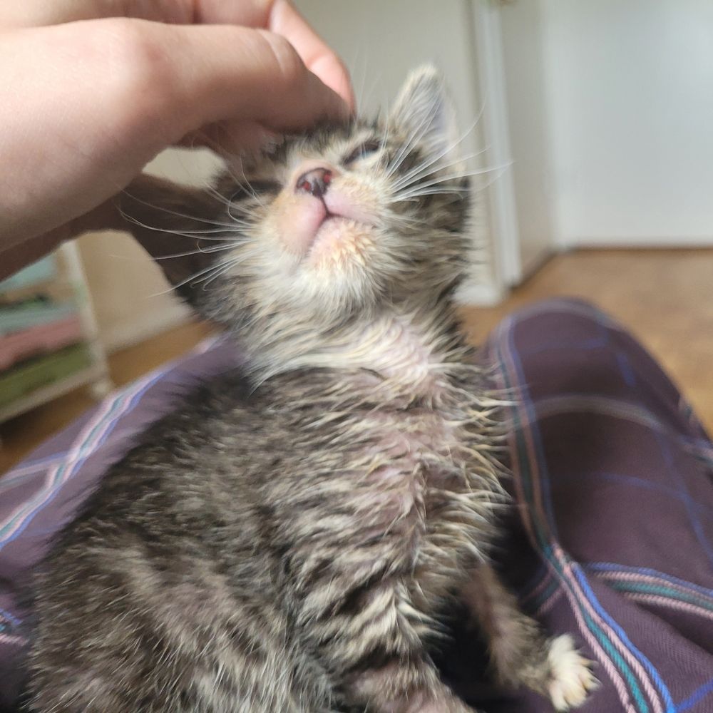 a small gray tabby kitten, sitting on the cameraperson's lap. his head is turned upward with his eyes closed. the cameraperson's hand can be seen lightly scratching the kitten's head