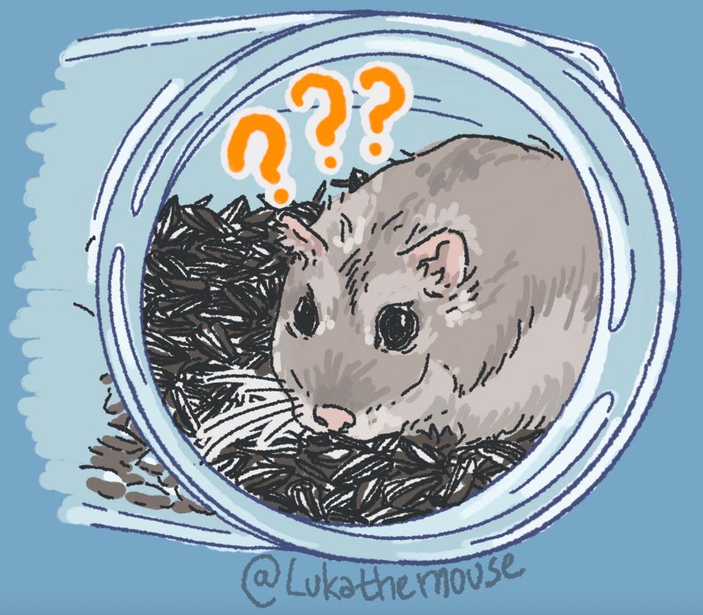 drawing of a hamster looking very confused in a food jar, full of sunflower seeds