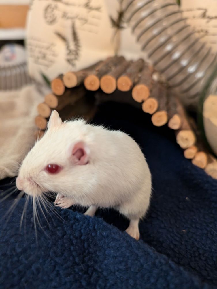 Picture of a white gerbil standing on his back legs, looking curious and polite