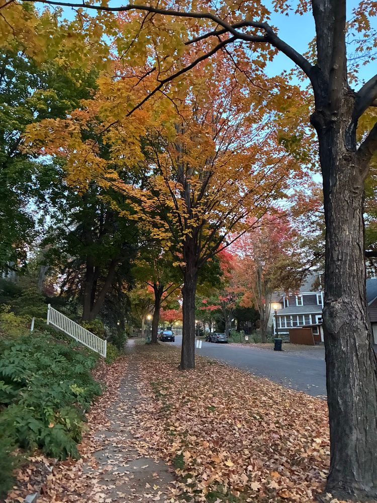 Tree with golden leaves and a sidewalk covered in leaves