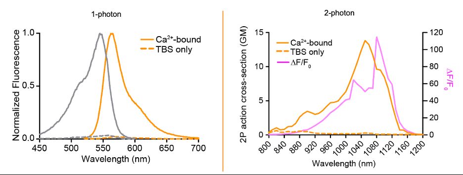 1P and 2P excitation and emission spectra of OCaMP. 1P excitation peak is 545 nm, 1P emission peak is 565 nm, and 2P excitation peak is 1050 nm. 