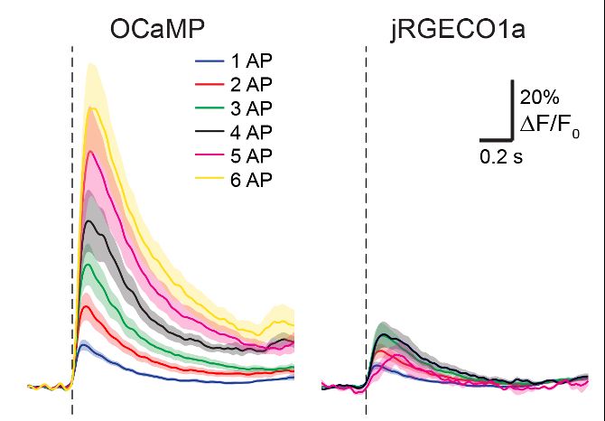 Fluorescence responses to increasing numbers of evoked AP for neurons expressing OCaMP or jRGECO1a.