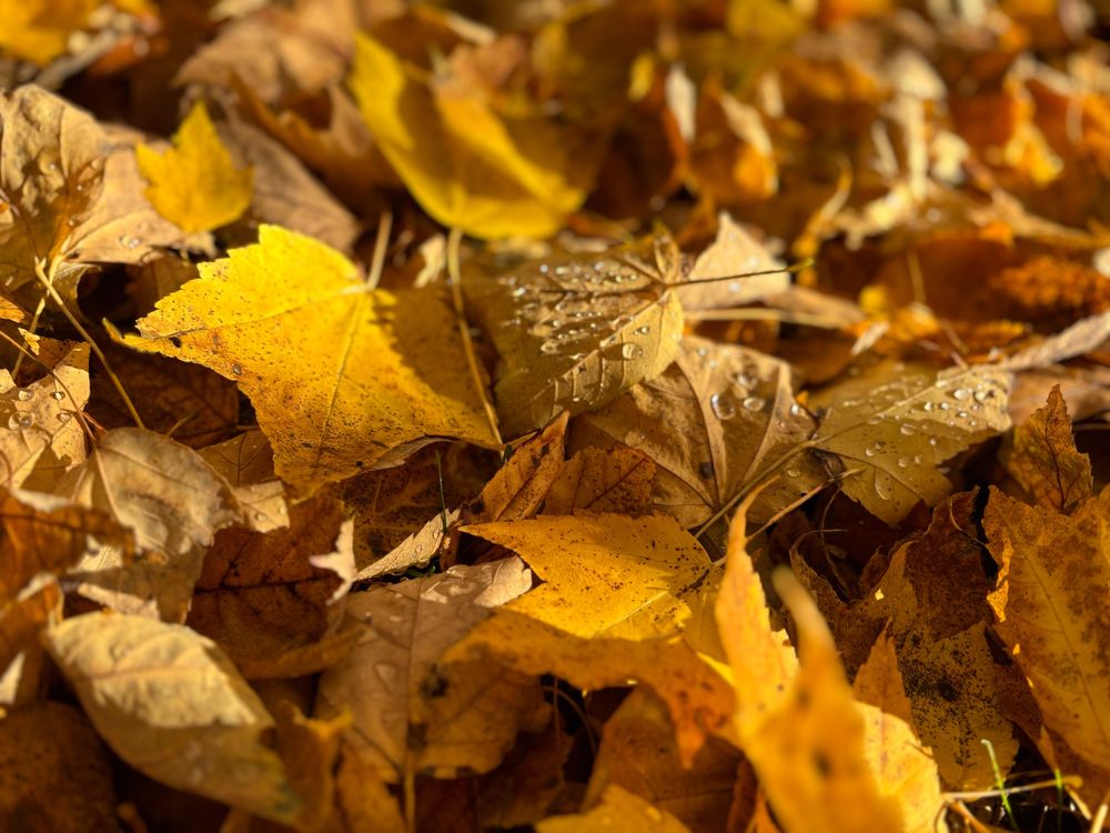 Closeup of Maple Leaves