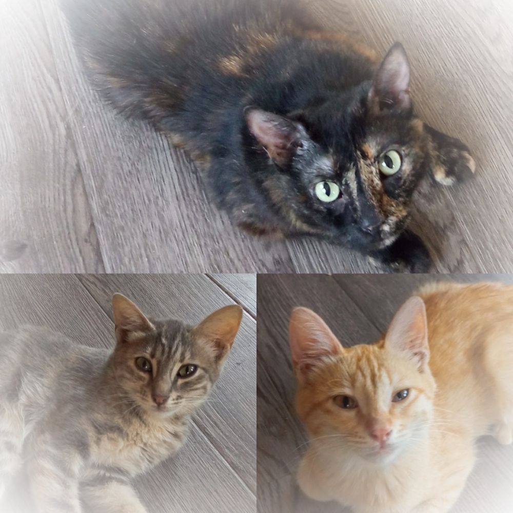 A montage of three separate cat photos.
The top half is a tortoiseshell, the bottom two quarters are a gray striped kitten, and the other is a pale ginger.
All three lay on a wooden floor, and peer up at the camera.
A white vignette surrounds the square image, giving it an old feel.