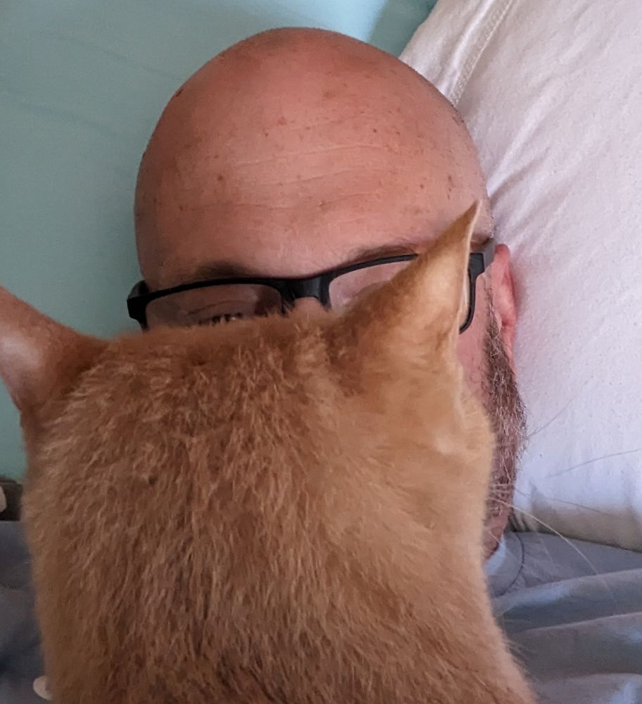 An immense buff orange cat conceals the face of a bald guy who has stuff to do but can't get out of bed because cat.