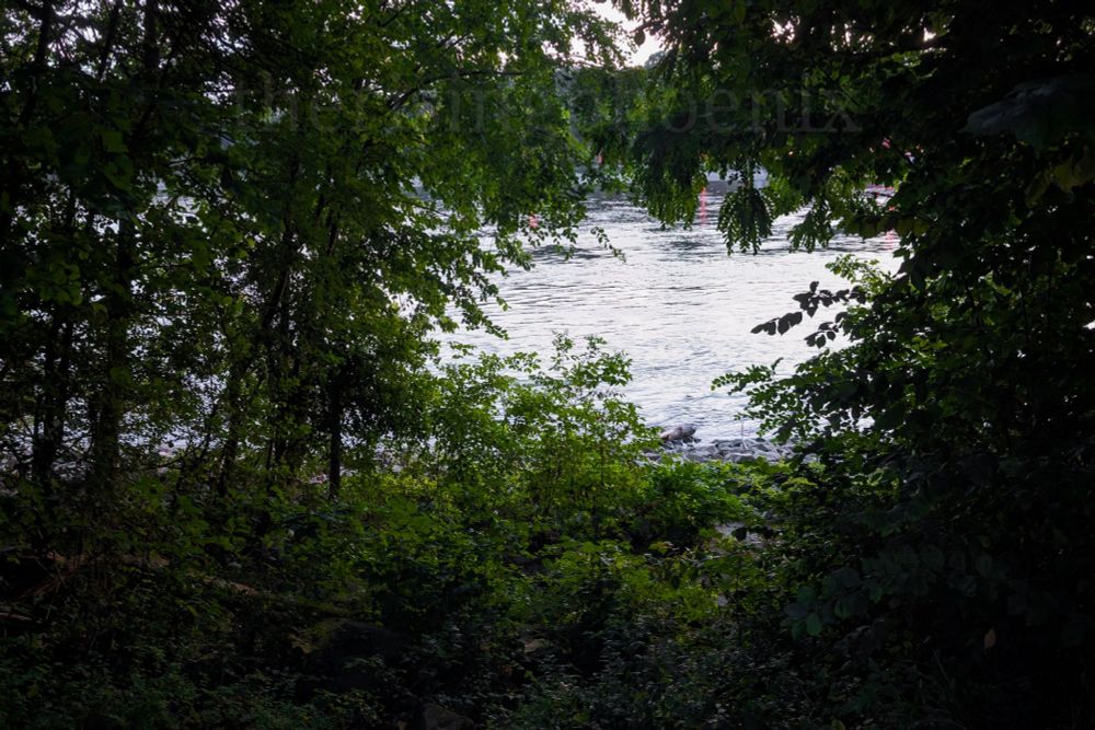Picture of a small piece from a river, taken through several green trees and bushes. They are framing the little piece of water.