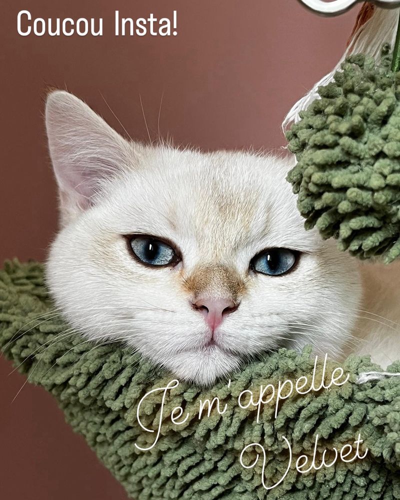 Photo de mon chat à 5 mois, il s’appelle Velvet, c’est un british shorthair de couleur silver golden shaded point (bref il est blanc et du orangé/noir sur la face, au bout des pattes, des oreilles et de la queue)