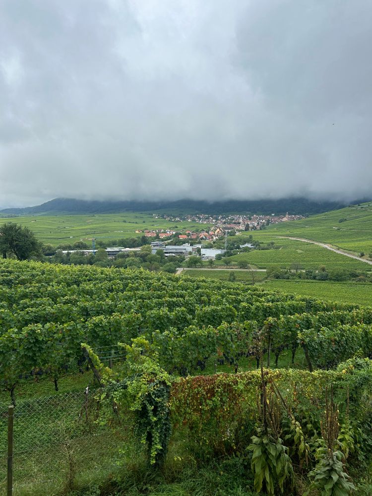 Vue sur les collines alsaciennes et les vignes depuis Zellenberg (vue sur Ricquewirh)