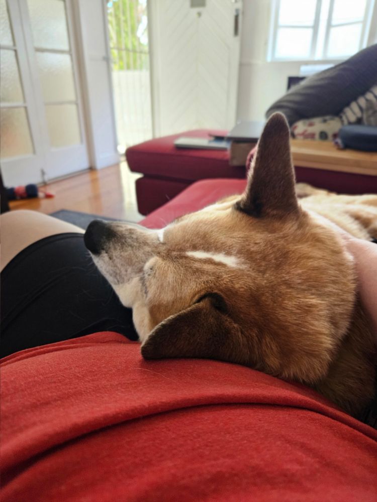 The head of an Australian cattle dog with big pointy ears is laying on the hip and stomach of the person taking the photo. The dog looks very comfy. 