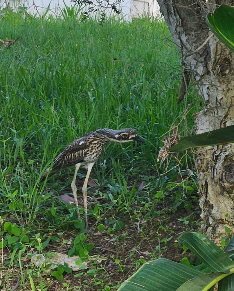A strange looking brown & white bird stands on long, skinny legs. His long neck is extended and bent forward. He is very clearly giving off "don't look at me vibes"