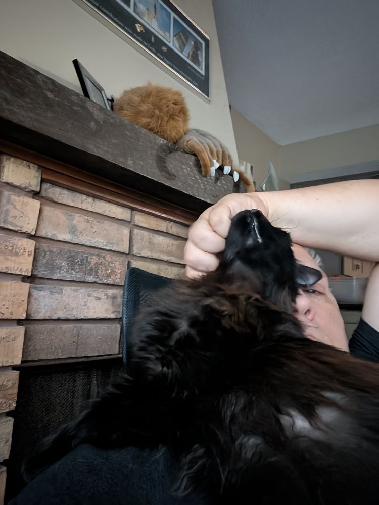 One of the best damn cats you ever saw enjoying some pets.